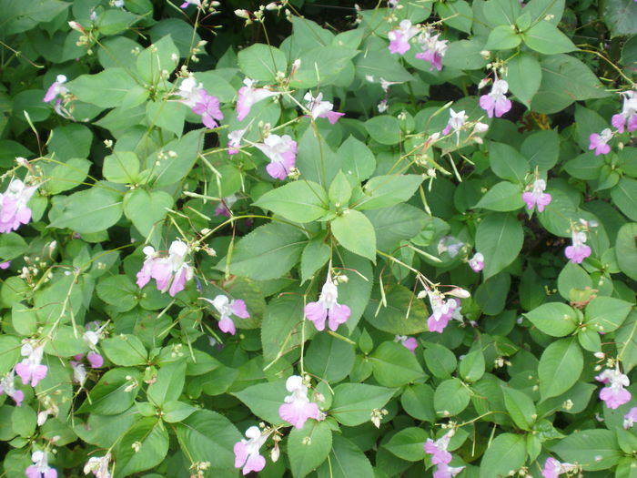 PB080058 - Plante II