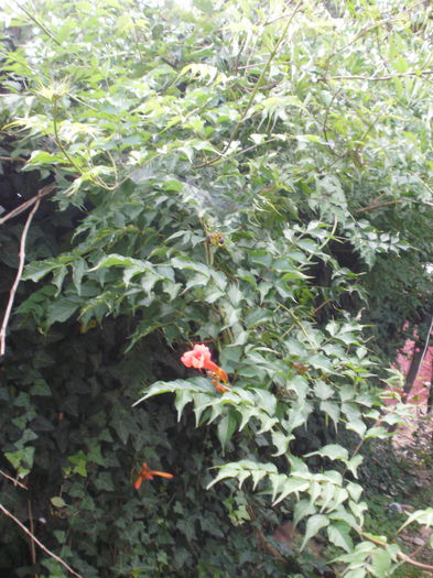 PB080045 - Plante II