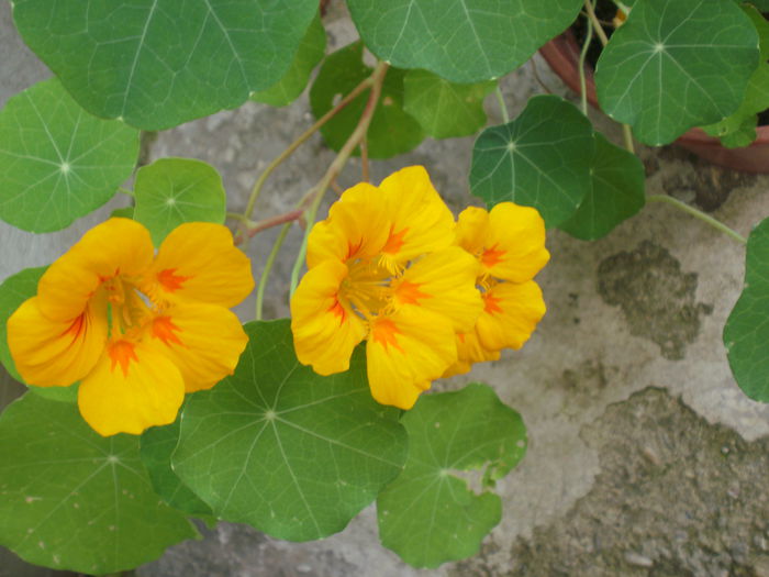 PB080027 - Plante II