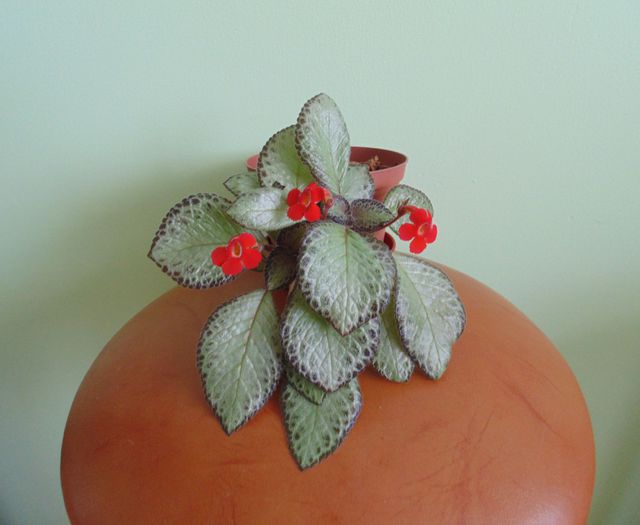 Cupreata Silver Sheen