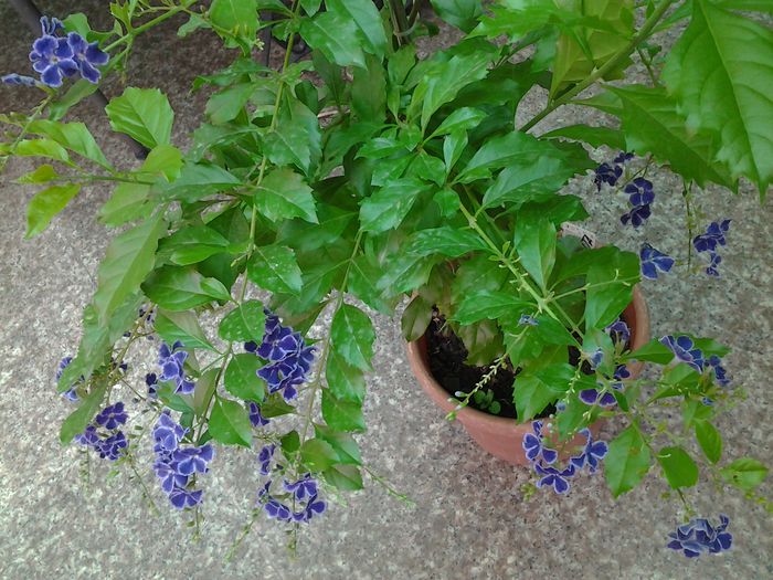 20140716_160815 - iulie 2014