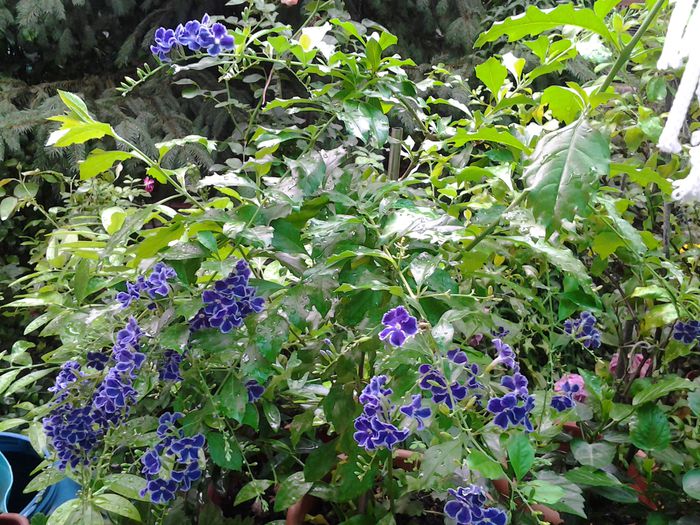 20140717_194508 - iulie 2014