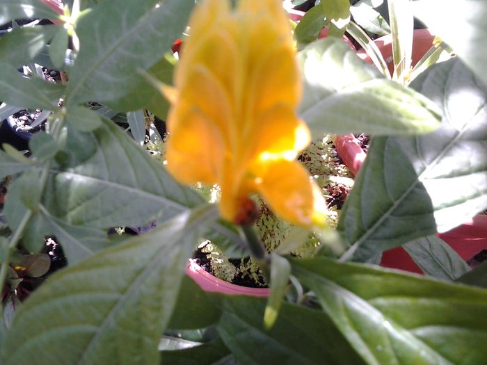 20140716_161123 - iulie 2014