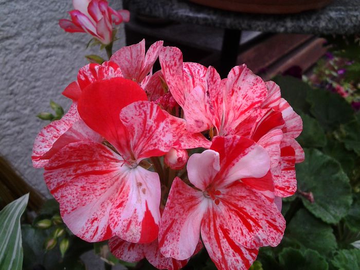 20140719_113704 - iulie 2014