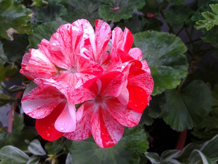 20140719_113658 - iulie 2014