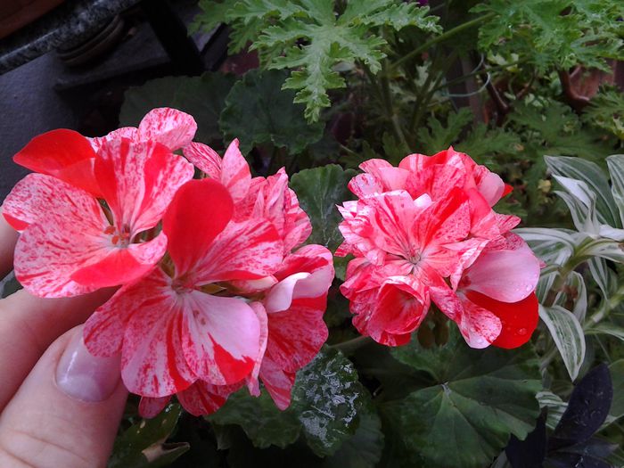 20140719_113716 - iulie 2014