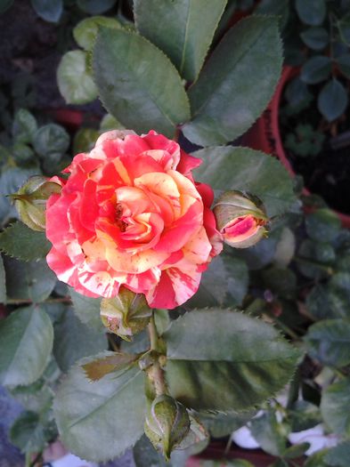 20140719_191519 - iulie 2014