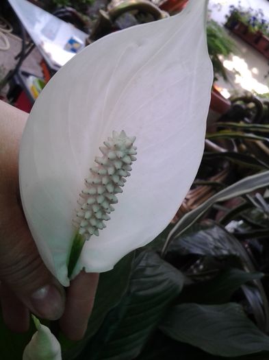 20140719_191932 - iulie 2014