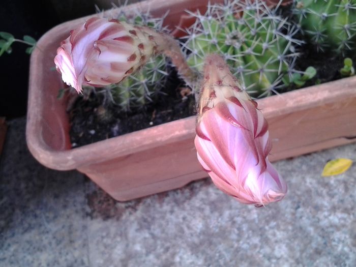 20140719_191444 - iulie 2014