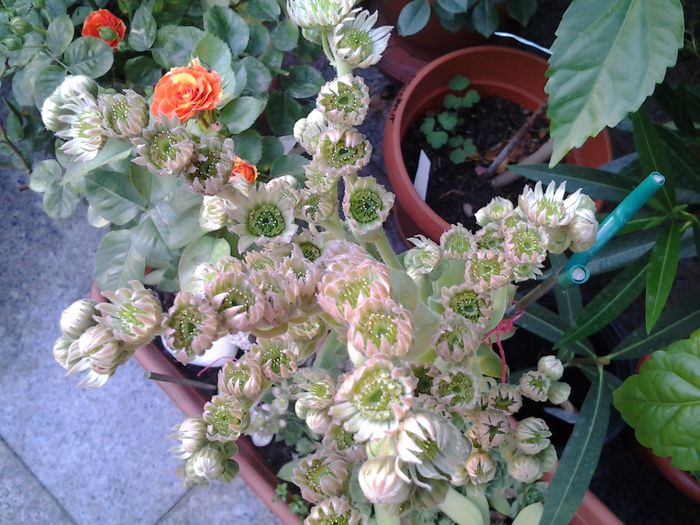 20140719_191451 - iulie 2014