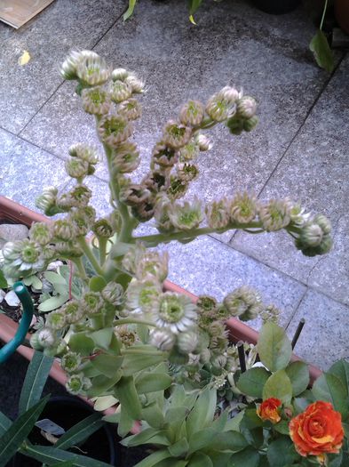 20140719_191510 - iulie 2014