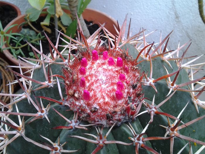 20140719_113742 - iulie 2014