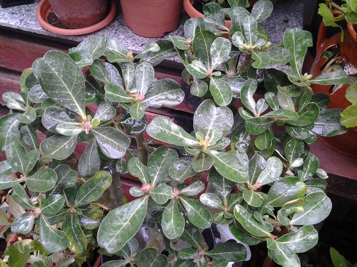 20140719_113843 - iulie 2014