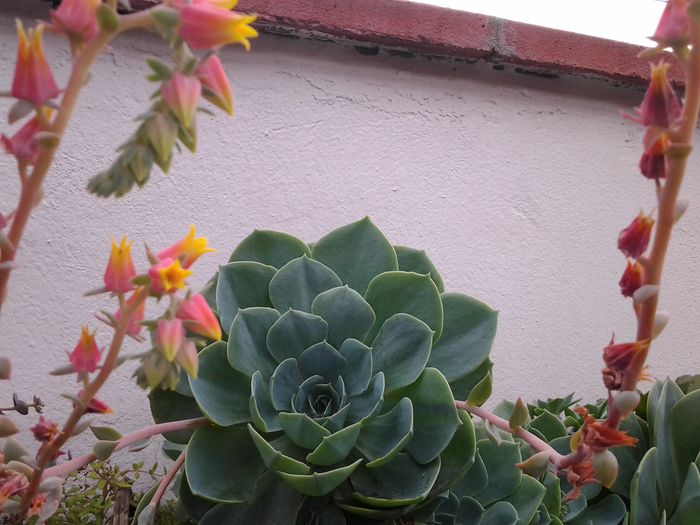 20140719_113804 - iulie 2014