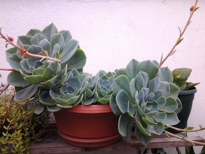 20140719_113752 - iulie 2014