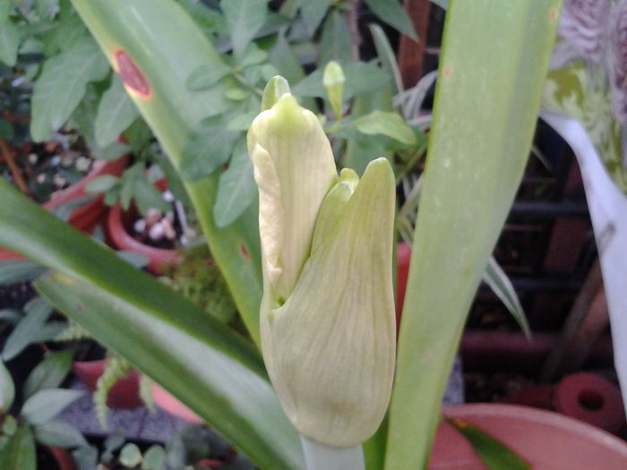 20140719_113727 - iulie 2014