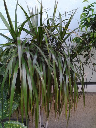 20140719_191628 - iulie 2014