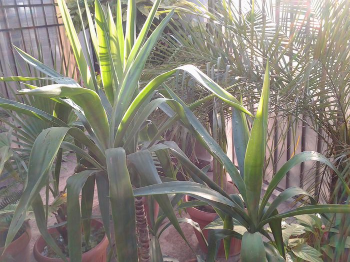 20140719_191604 - iulie 2014