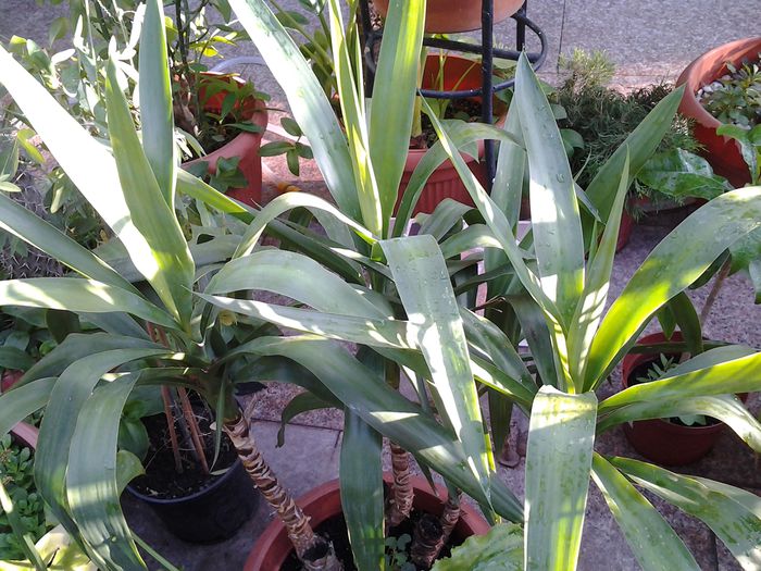 20140719_191555 - iulie 2014