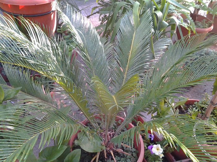 20140719_191423 - iulie 2014