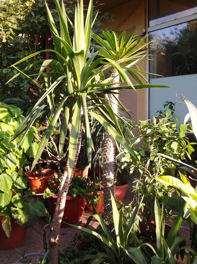 20140719_191417 - iulie 2014