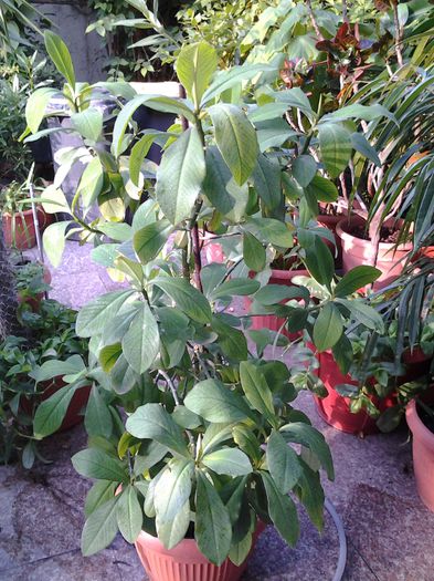 20140719_191342 - iulie 2014