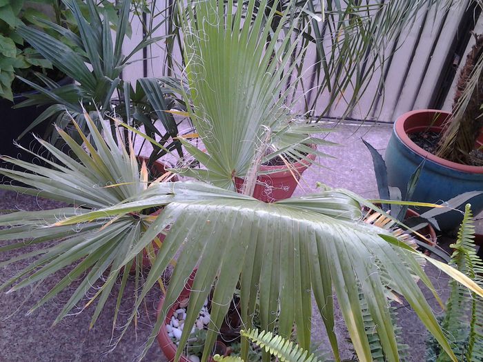 20140719_191249 - iulie 2014