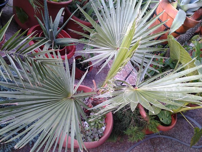 20140719_191244 - iulie 2014