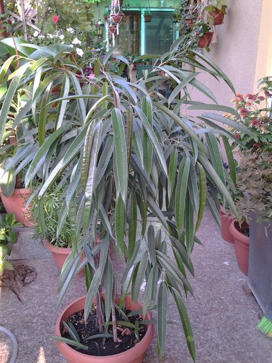 ficus alii - iulie 2014