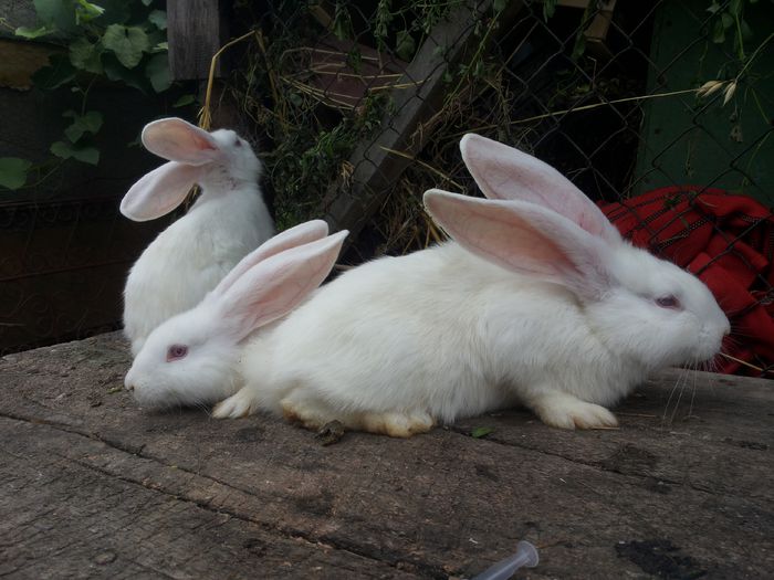 20140719_110050 - pui din 12 05 2014