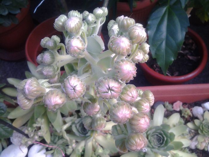 sempervivum boboci
