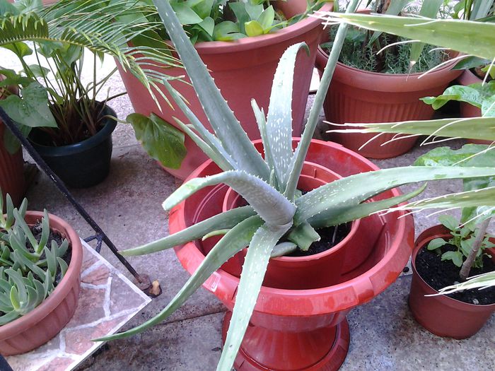 aloe