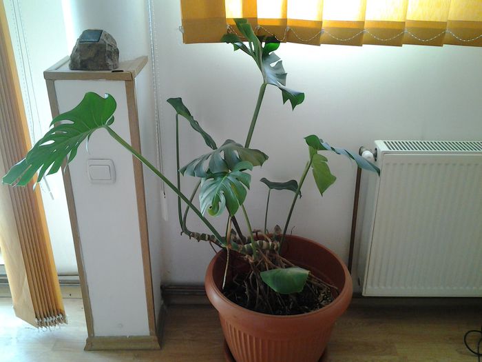 20140718_172953 - iulie 2014