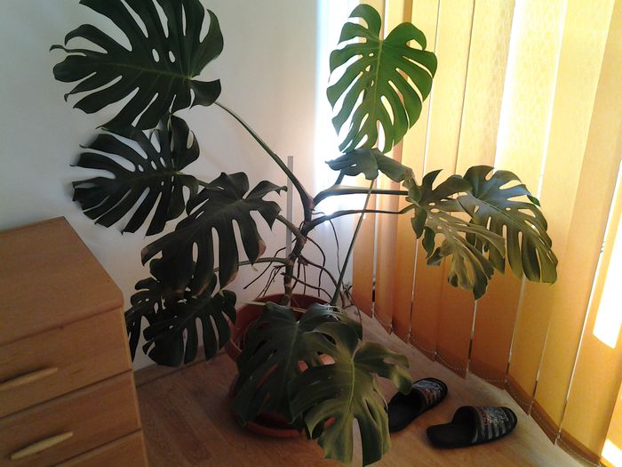 20140718_173028 - iulie 2014