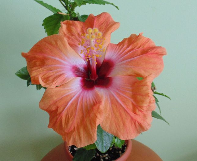 Holiday Yellow (Safran)