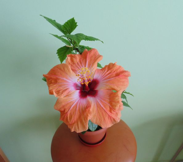 DSC04732 - hibiscusi 2014