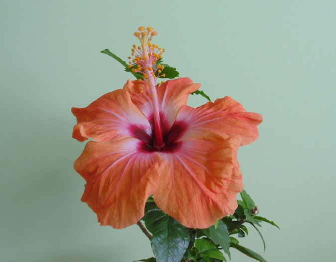 DSC04737 - hibiscusi 2014