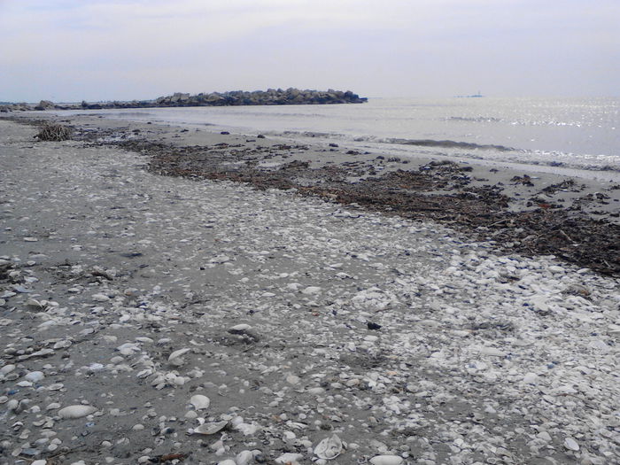 IMG_20140716_090419 - SULINA 2014