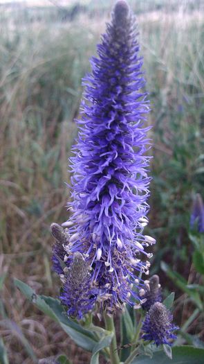 20140619_194847 - FLORI DE CAMP