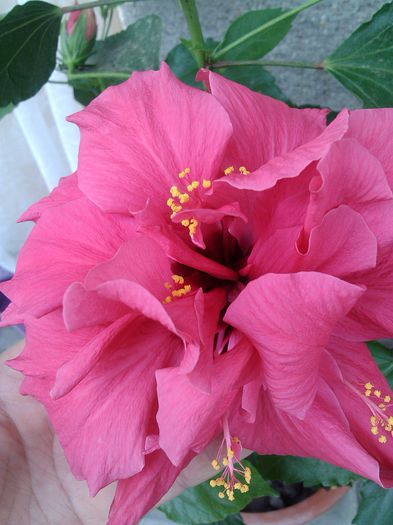 PHOTO_20140719_113943 - Hibiscus