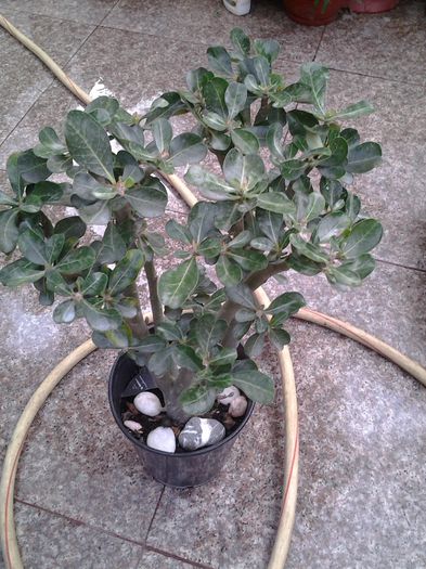 adenium