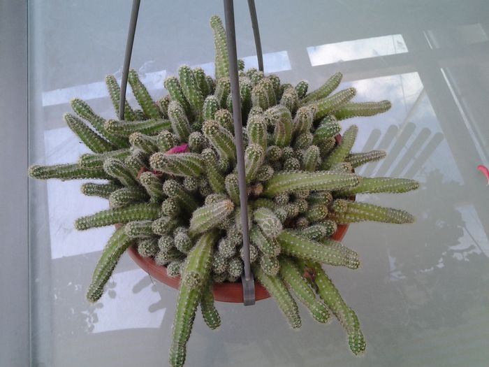 chamaecereus silvestrii