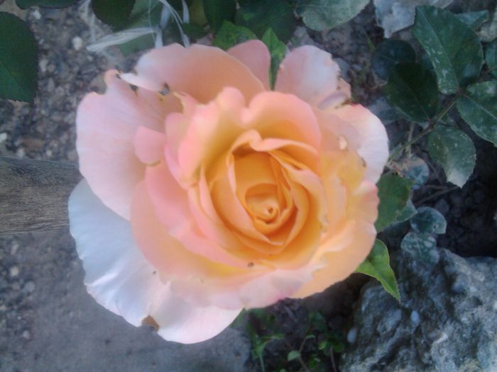 PHOTO_20140712_194603 - Trandafiri