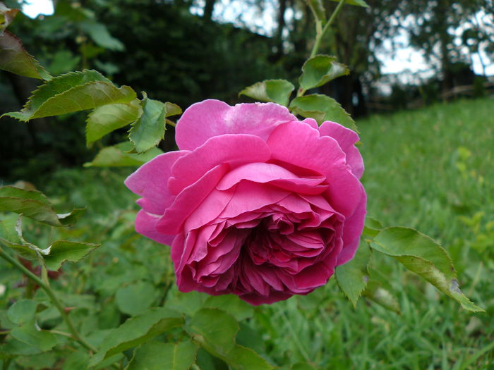 Madame Isaac Pereire