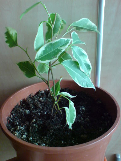 DSC00658 - flori 2014--2019