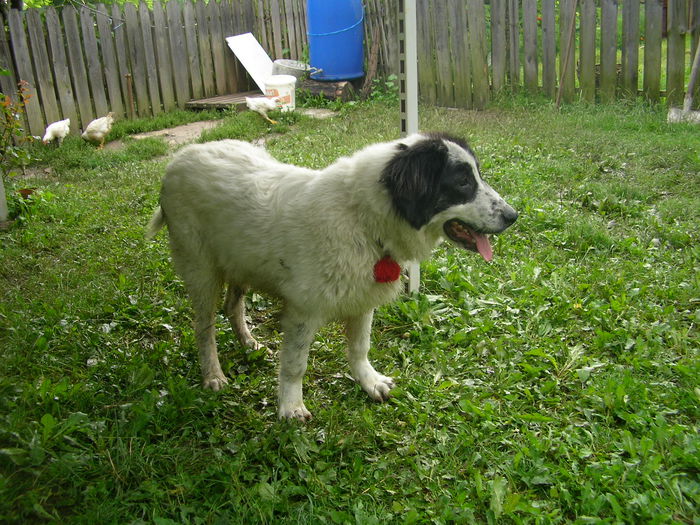 SANY0253 - ARINA NEPOATA LUI NUC DE HUMOR