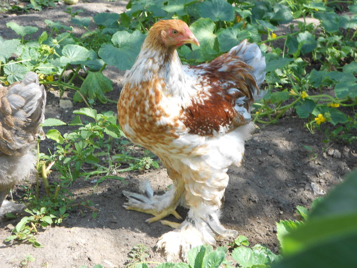 Picture 77 228 - Achizitii noi-pui brahma