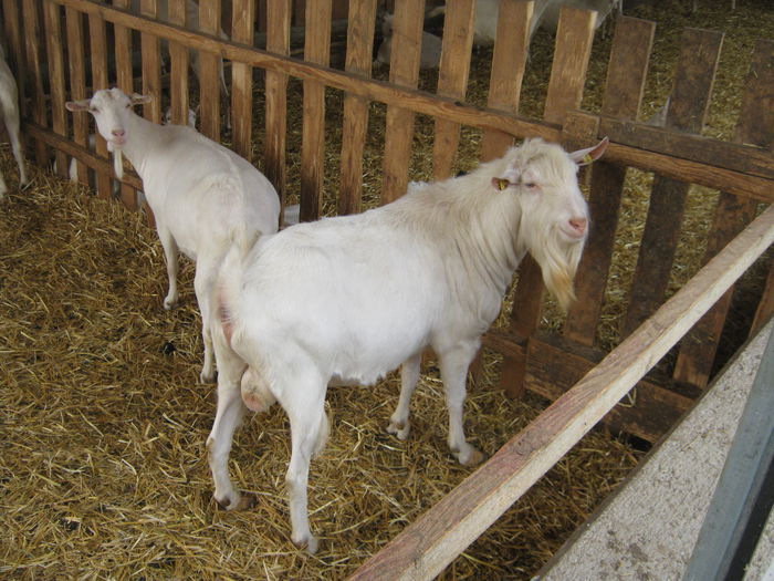 licitatie tapi 26 iulie-2014 - 7-anunt important