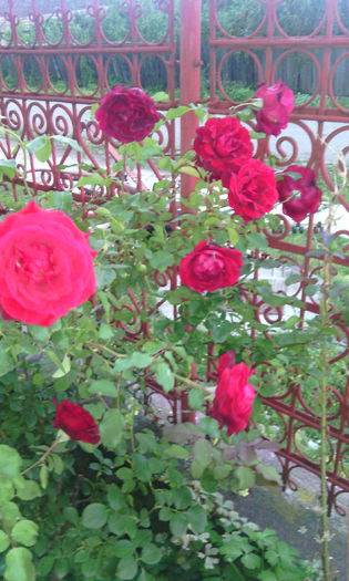 a doua in florire - Trandafiri in gradina mea