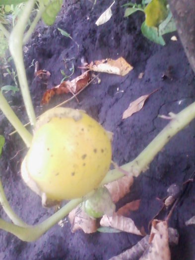 tomattilo - a-a GRADINA DE LEGUME-2014